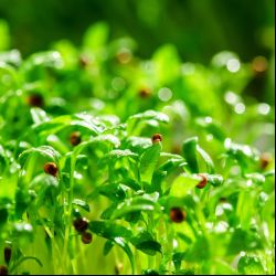 Korenistá bylina plná antioxidantov: Mikro koriander.