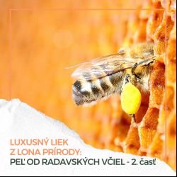 Luxusný liek z lona prírody: Peľ od radavských včiel.