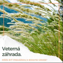 Veterná záhrada. Môže byť prekážkou k bohatej úrode?
